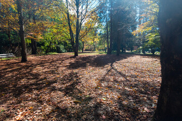 Sunlight in the park with autumn foliage.