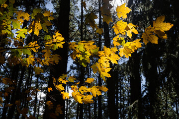 Wall Mural - yellow autumn leaves under sunlight.