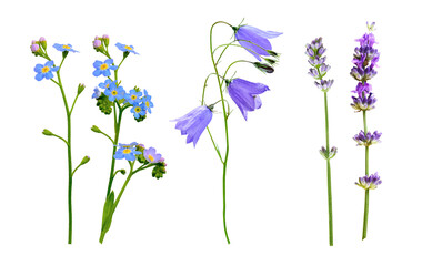 Wall Mural - set of wild flowers isolated on white background