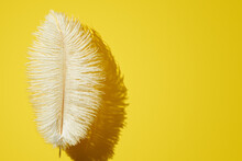 Ostrich Feather Over Yellow Background