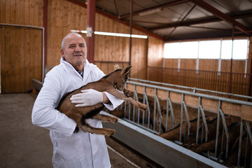 Wall Mural - Portrait of veterinarian in white coat standing in farmhouse stable and holding goat kid domestic animal. Healthcare of animals for food production.