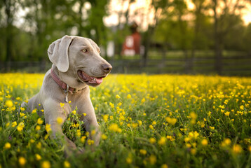 weimaraner sitting in field in front of barn