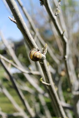 snail on a twig in nature