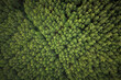 Aerial View Of Green Pine Tree Forest In Canela, Rio Grande Do Sul, Brazil.
