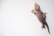 a giant colorful beautiful gekko walking on the white concrete wall with empty copy space
