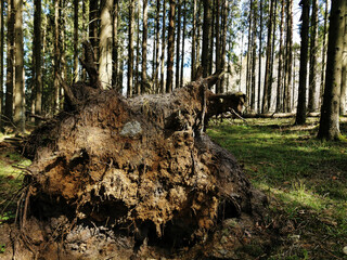 Wall Mural - Closeup shot of deadwood in a forest in Larvik, Norway