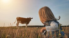 A Little Girl Looks At A Young Cow In A Field On A Warm Summer Evening.