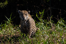 Brazil, Mato Grosso, Jaguar Sitting In Bushes