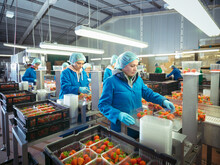 UK, Workers At Strawberry Packaging Line