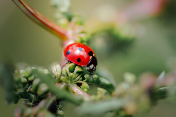 Spring Nature background. Green grass with ladybug. Beautiful nature background with morning fresh grass and ladybug.