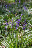 Fototapeta Tęcza - bright bluebells in the spring sunshine