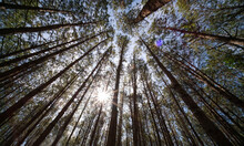 View Up Or Bottom View Of Pine Trees In forest In Sunshine. Royalty High-quality Free Stock Photo Image Looking Up In Pine Forest Tree To Canopy. Lush Green Foliage, Trees, Sunlight Upper View