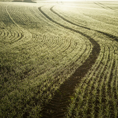 Wall Mural - Green plowed agricultural field with tractor tracks at sunrise, close-up. Golden light, fog, haze. Picturesque autumn landscape. Rural scene. Dark natural pattern, texture, background, wallpaper