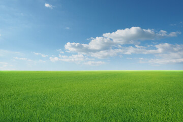 field on a background of the blue sky