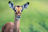 Impala antelope