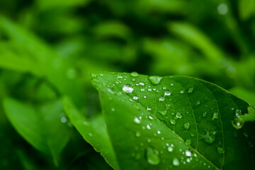 dew on leaf