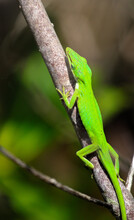 Green Anole Lizard In Florida