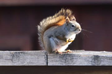 Wall Mural - Mother red squirrel along fence with backlit tail on spring day