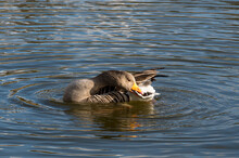 Greylag Goose, Anser Anser, Preening And Washing Feathers