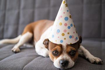 Wall Mural - Chihuahua dog with big brown eyes. Birthday dog in party hat.