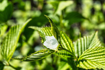 Jetbead blossom and serrated leaves