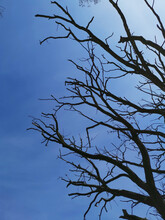 Vertical Shot Of A Bare Tree Isolated On The Blue Sky