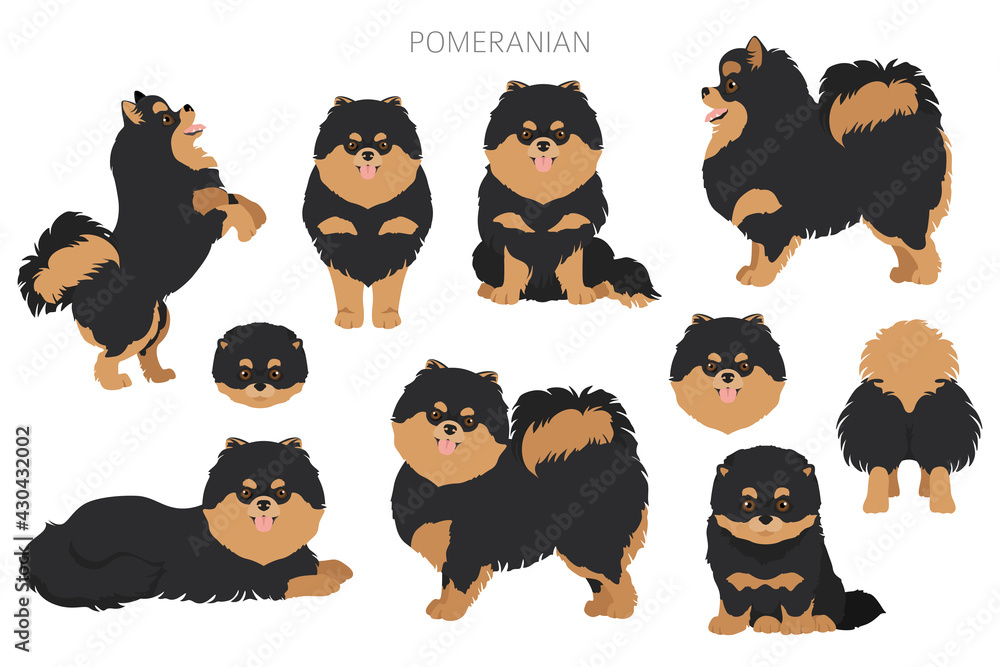 Pomeranian German spitz clipart. Different poses, coat colors set. - obrazy, fototapety, plakaty 