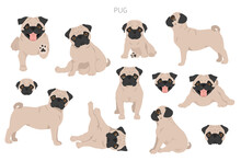 Pug Clipart. Different Poses, Coat Colors Set