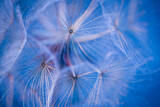 Fototapeta Dmuchawce - .Dandelion seeds on close-up..