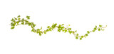 Fototapeta Sawanna - green ivy isolated on a white background.