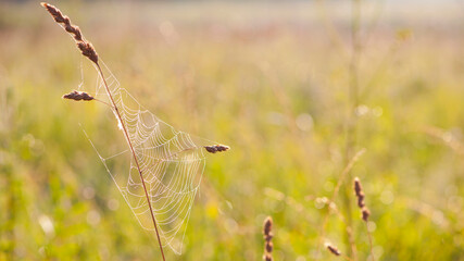 cobweb on the dry grass misty autumn morning. close-up of spider web in dew drops on dry grass in a field. spider trap. isolated, bright natural blurred background. space for text