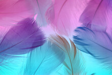 Feathers Texture. Pink, Blue And Purple Feathers Set .Feathers Multicolored Beautiful Background.Feathers Close-up