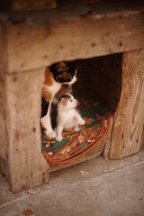 Wall Mural - Lovely family portrait of a little kitten with his mom in a doghouse