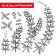 Set of outline aquatic plant Myriophyllum spicatum or Eurasian water milfoil in black isolated on white background.