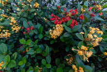 Beautiful View Of Red And Yellow West Indian Jasmine Flowers In The Garden