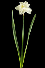 Light-creamy Daffodil Flower, Flower Of Narcissus, Isolated On Black Background