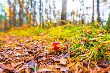 Wall Mural - Amanita muscaria in the autumn pine forest. The sun shines through the trees. Fallen leaves. Beautiful nature. Close up view from ground level.