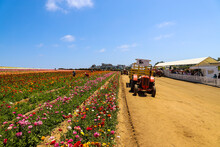 A Tractor On A Dirt Road Next A Field Of Colorful Flowers With Lush Green Leaves And Stems With Blue Sky At The Flower Fields In Carlsbad California USA