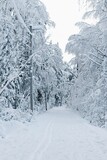 Fototapeta Do pokoju - Skidlek cross-country ski trail on the island of Frösön in Sweden