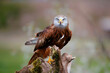 Portrait of a Red Kite (Milvus milvus) sitting on a branch