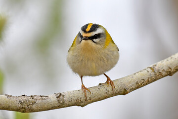 Wall Mural - Common firecrest // Sommergoldhähnchen  (Regulus ignicapilla)