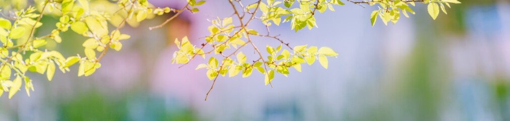 Wall Mural - Beautiful panoramic spring scenery with green leaves and bokeh background