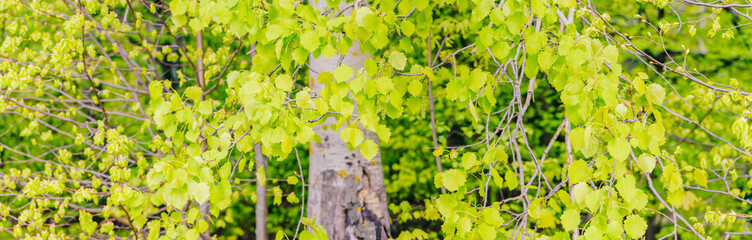 Wall Mural - Beautiful panoramic spring scenery with green leaves and bokeh background