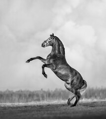 Poster - Black and white Andalusian horse rear with skies.