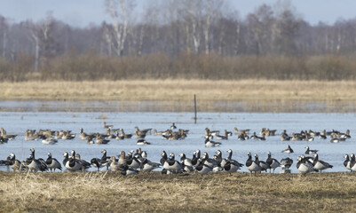 Wall Mural - Landscape view with birds on the lake