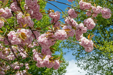 Sticker - Kirschblüte  