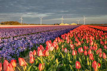 Wall Mural - Beautiful colourful flowers on Dutch fields