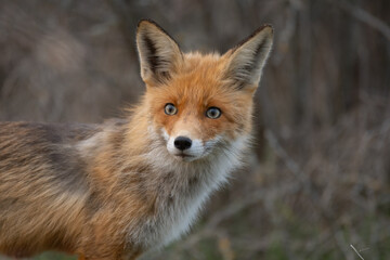 Wall Mural - Portrait of a red fox Vulpes vulpes in the wild