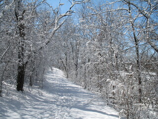 Wall Mural - snow covered trees in the park