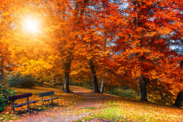 Golden autumn scene in a park, with falling leaves, the sun shining through the trees and blue sky. Colorful foliage in the park, falling leaves natural background